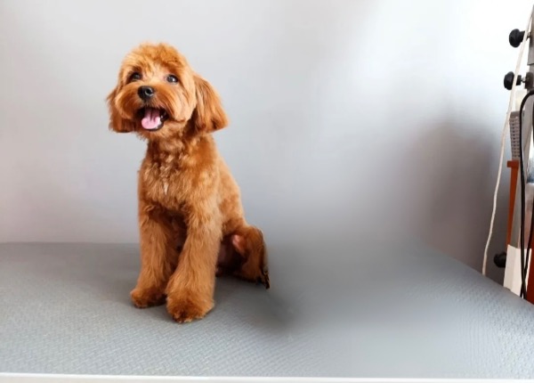 Maltipoo Rüde