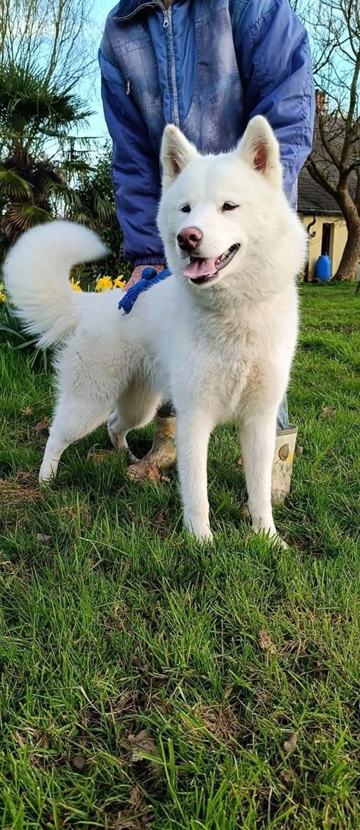 Akita Inu x Malamute mix Hündin, 1-jährig zu vermitteln Akita Inu x Malamute mix Hündin, 1-jährig zu vermitteln