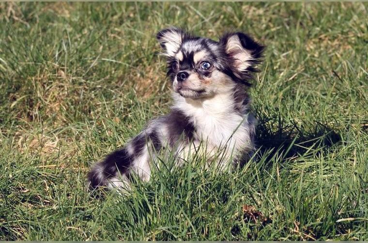 Zauberhafter Chihuahuawelpe, eine Hündin in langhaar