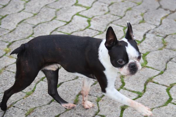 Boston Terrier Rüde