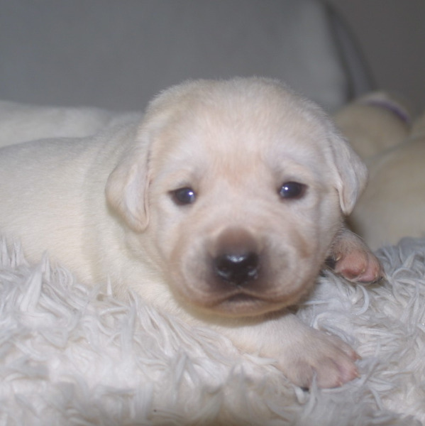 Edle weisse/gelbe Labradorwelpen mit Papieren.
