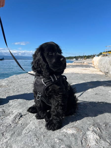 Vend chiot cocker Spaniel noir Vend chiot cocker Spaniel noir